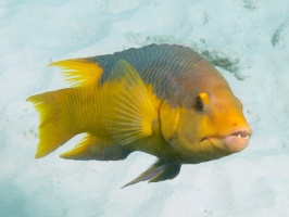 Spanish Hogfish IMG 6037